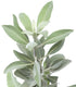White Sage